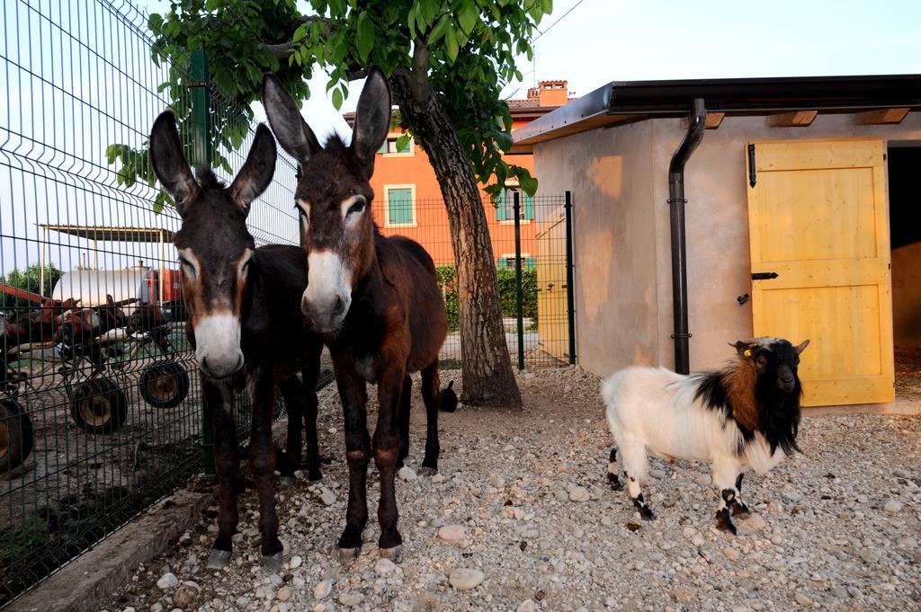 Agriturismo Al Barco Sommacampagna Ngoại thất bức ảnh