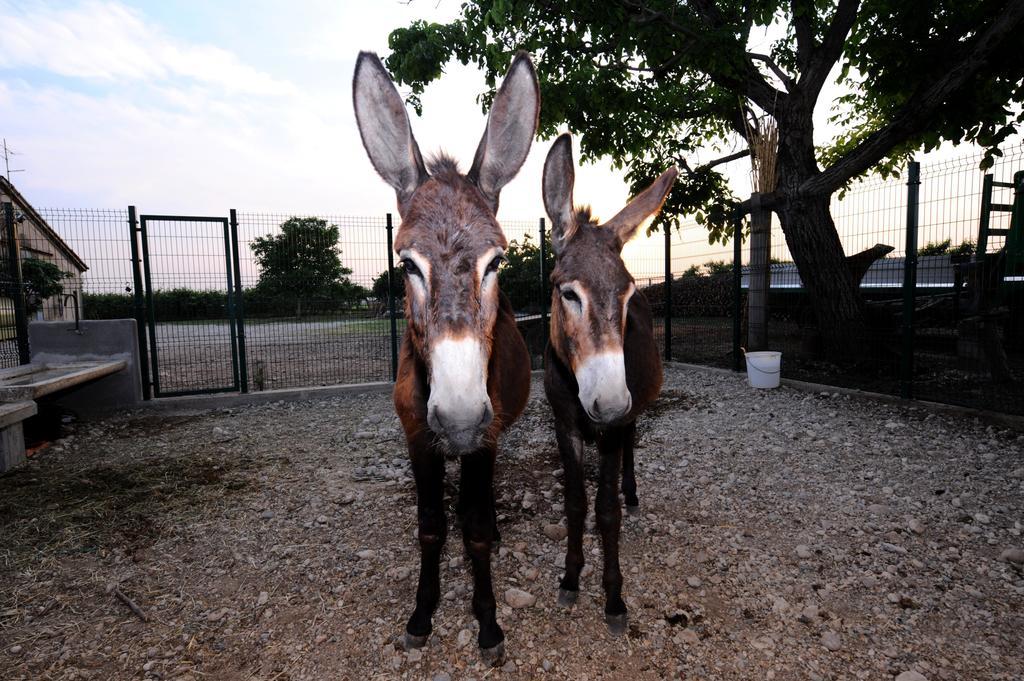 Agriturismo Al Barco Guest House Sommacampagna Ngoại thất bức ảnh